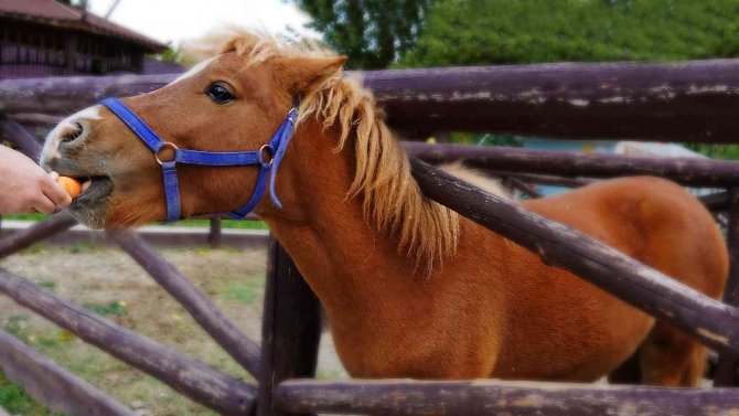Keçiören’de Sonbaharla Birlikte Doğal Yaşam Şenlendi