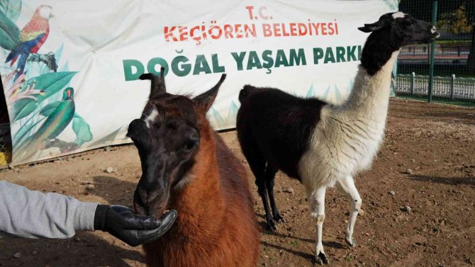 Keçiören’de Sonbaharla Birlikte Doğal Yaşam Şenlendi