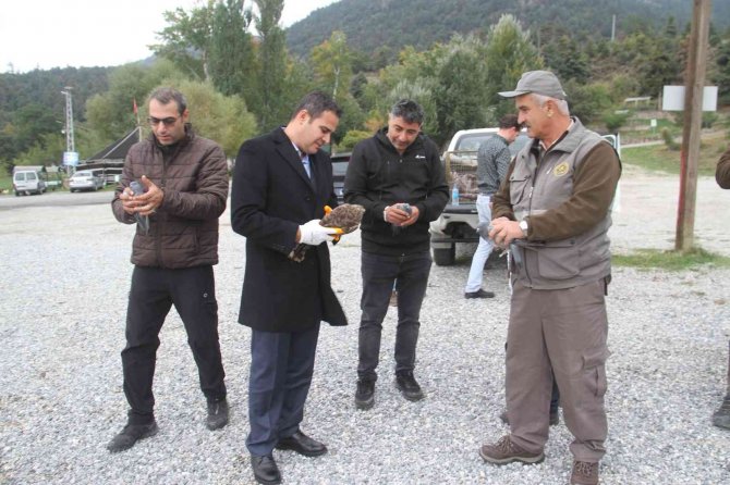 Yasa Dışı Canlı Mühre İle Avlanan Şahin Doğal Yaşam Alanına Bırakıldı