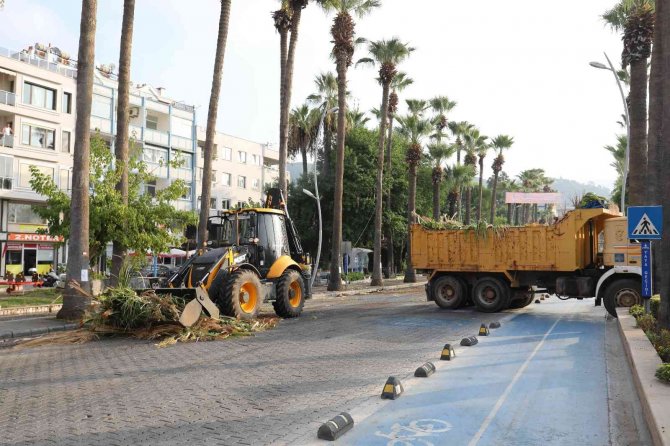 Marmaris’te Palmiyeler Bakıma Alındı