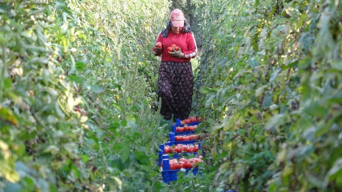 Domates Üreticisinin Yüzünü Güldürdü