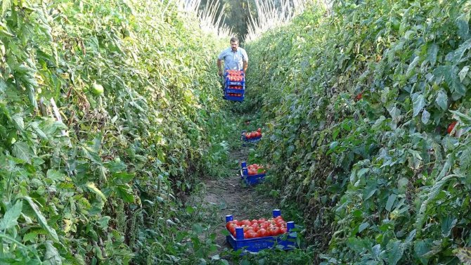Domates Üreticisinin Yüzünü Güldürdü