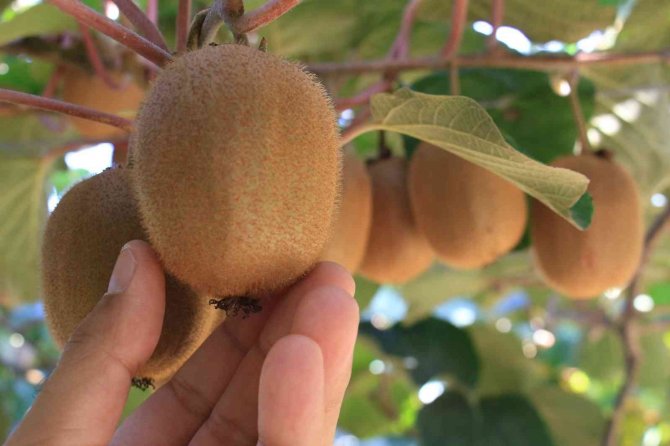 Birçok Ülkeye İhraç Ediliyor: Kivinin Bahçede Kilosu 10 Tl