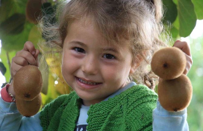 Birçok Ülkeye İhraç Ediliyor: Kivinin Bahçede Kilosu 10 Tl