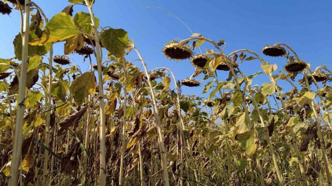 İ̇zmir Çiftçisi Ayçiçek Ekimine Yöneldi
