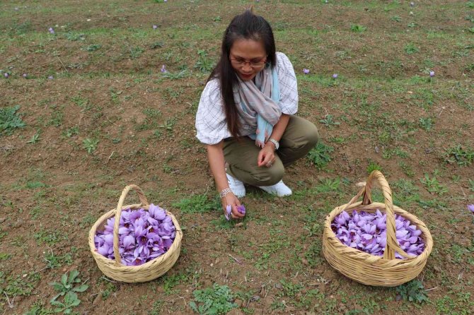 Dünyanın Her Yerinden Safran Görmeye Geliyorlar