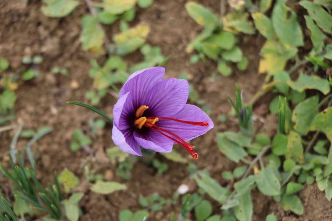 Dünyanın Her Yerinden Safran Görmeye Geliyorlar
