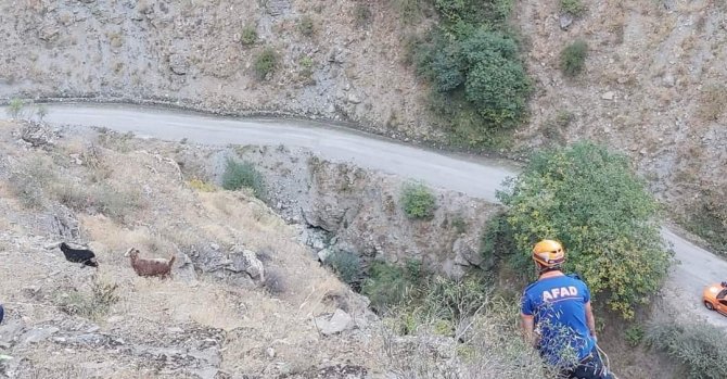 Afad’tan Keçi Kurtarma Operasyonu