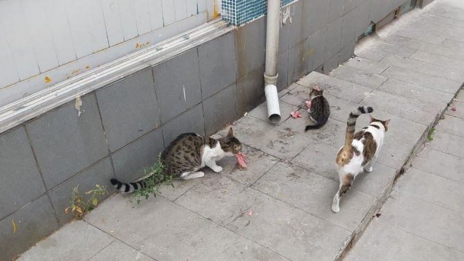 Her Sabah İş Yerini Açmadan Sokak Kedilerini Besliyor