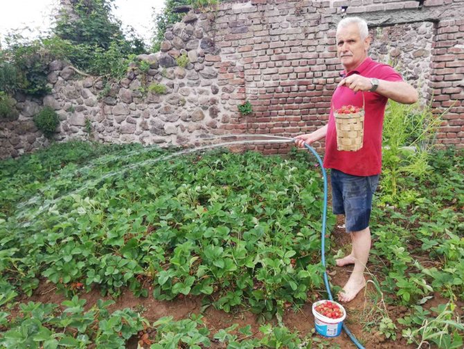 Kdz. Ereğli’de Çilek Fide Ekim Zamanı Başladı