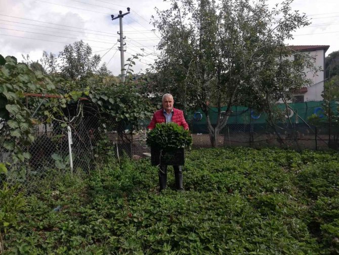 Kdz. Ereğli’de Çilek Fide Ekim Zamanı Başladı