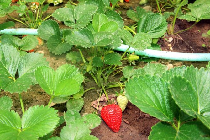 Kdz. Ereğli’de Çilek Fide Ekim Zamanı Başladı
