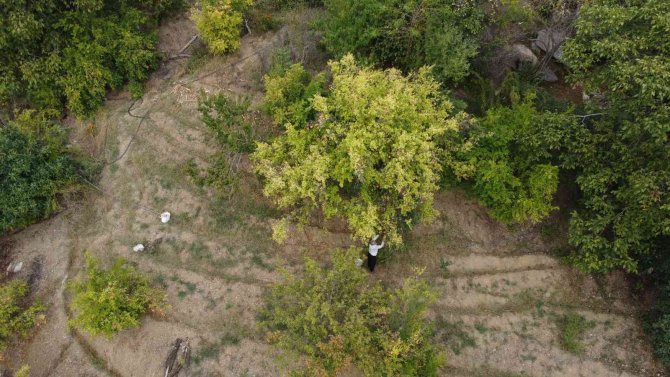 Tescilli Kuytucak Narında Hasat Başladı