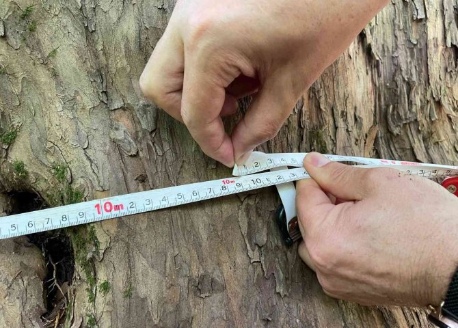 Bin 400 Yaşındaki Porsuk Ağacının Tescillenmesi İçin Çalışma Başlatıldı