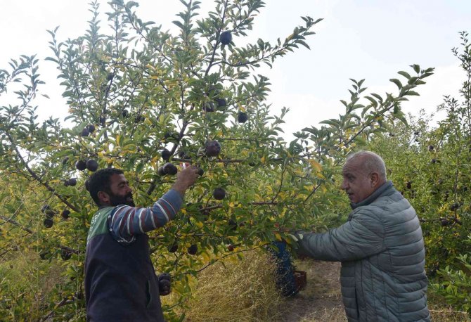 Ahlat Elması Yurt Dışı Pazarında