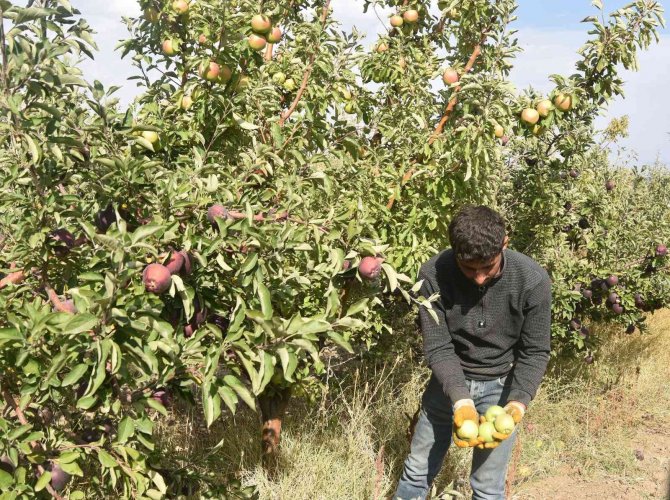 Ahlat Elması Yurt Dışı Pazarında