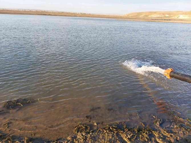 Diyarbakır’da 600 Bin Adet ‘Şabut Balığı’ Su Kaynağına Bırakıldı