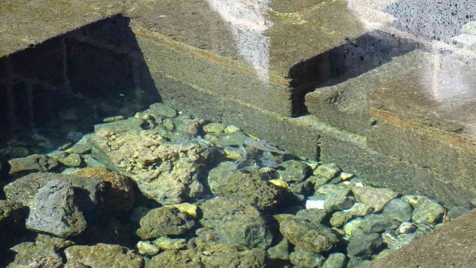 Evliya Çelebi’nin Seyahatname’de Bahsettiği Su Kaynağında Balıklar Gün Yüzüne Çıktı