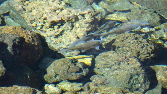 Evliya Çelebi’nin Seyahatname’de Bahsettiği Su Kaynağında Balıklar Gün Yüzüne Çıktı