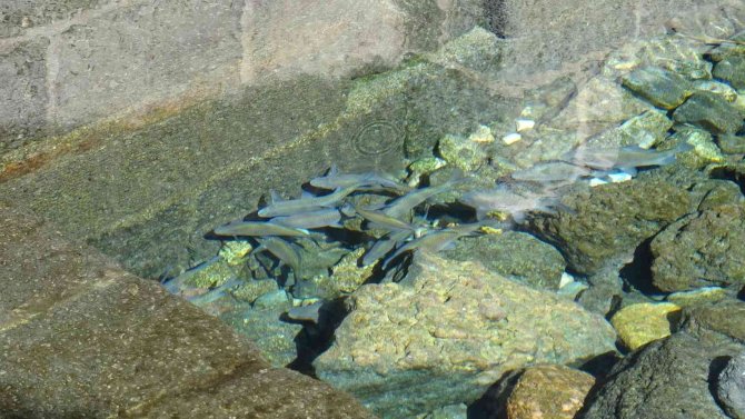 Evliya Çelebi’nin Seyahatname’de Bahsettiği Su Kaynağında Balıklar Gün Yüzüne Çıktı