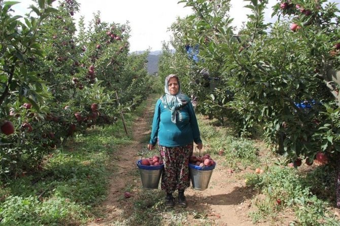 Isparta’da Elma Üretiminin Ekonomiye Katkısı 2,5 Milyar Tl Oldu