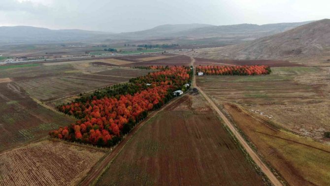 Bozkır Tuvale Dönüştü, Oluşan Manzara Mest Etti