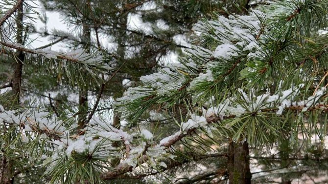 Sarıkamış Beyaza Büründü