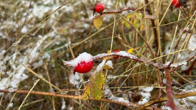 Sarıkamış Beyaza Büründü