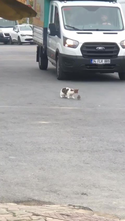 Kartal’da Trafikte Kedi İle Farenin Kavgası Sürücülere Zor Anlar Yaşattı