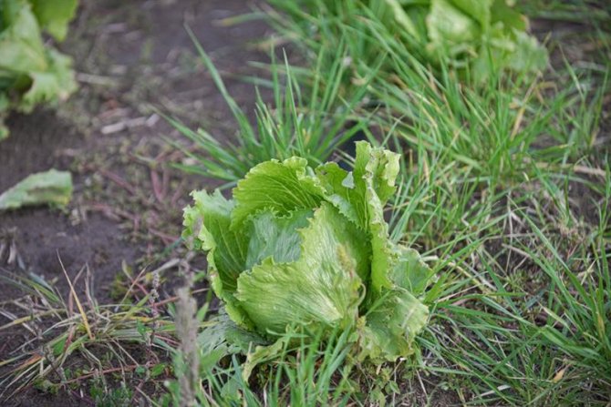 Kayseri’de İlk Kez "Iceberg Marul" Ekildi