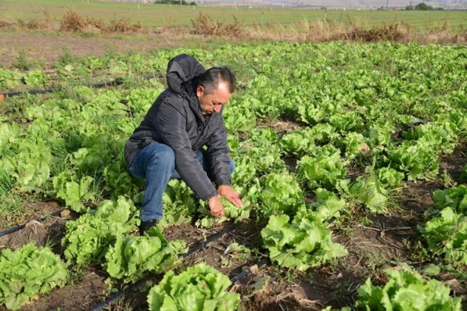 Kayseri’de İlk Kez "Iceberg Marul" Ekildi