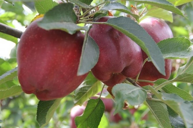 Isparta’da Elma Üretiminin Ekonomiye Katkısı 2,5 Milyar Tl Oldu