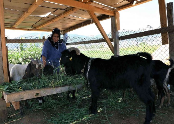 Muğla Büyükşehir Belediyesi Yatağan’da Kıl Keçisi Dağıtıyor