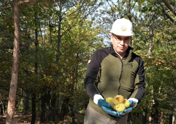 Simav’da Kestane Hasadı Başladı