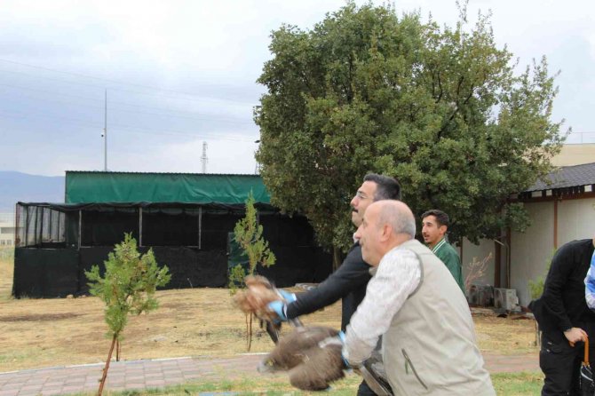 Şırnak’ta Tedavisi Tamamlanan Kumru, Kartal Ve Kızıl Şahin Doğaya Bırakıldı