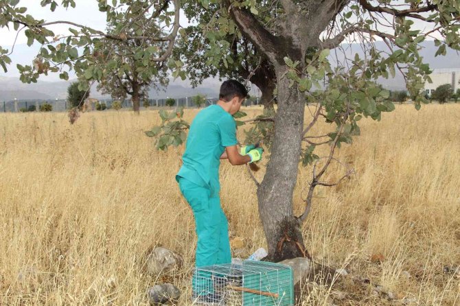 Şırnak’ta Tedavisi Tamamlanan Kumru, Kartal Ve Kızıl Şahin Doğaya Bırakıldı