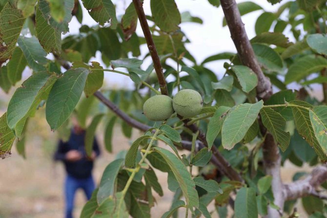 İ̇ç Anadolu’nun En Büyük Ceviz Bahçesinde İlk Hasat Yapıldı