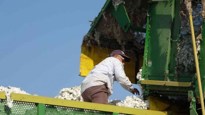 ’Beyaz Altın’da Hasat Devam Ediyor
