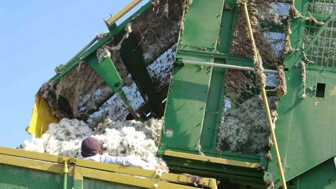 ’Beyaz Altın’da Hasat Devam Ediyor