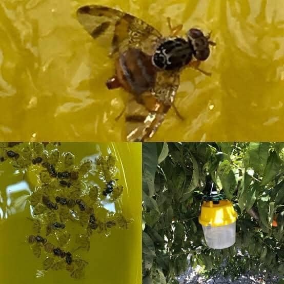 Nazilli’de Akdeniz Meyve Sineği İle Mücadele Başladı