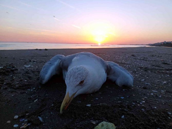 Karadeniz’in Dünyaya Açılan Kapısı: Samsun