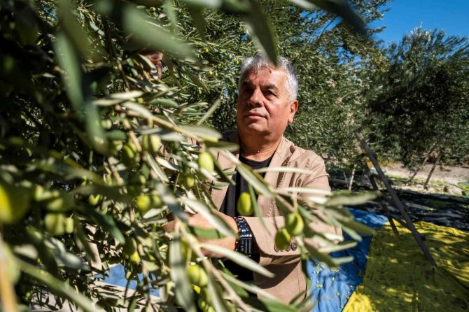 Avrupa’yı Kuraklık Vurdu, Zeytinde Türkiye’ye Fırsat Doğdu
