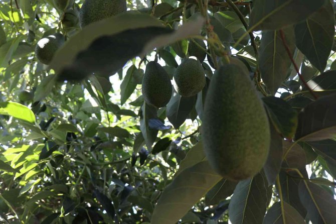 Alanya’da Tropikal Hasat Şöleni