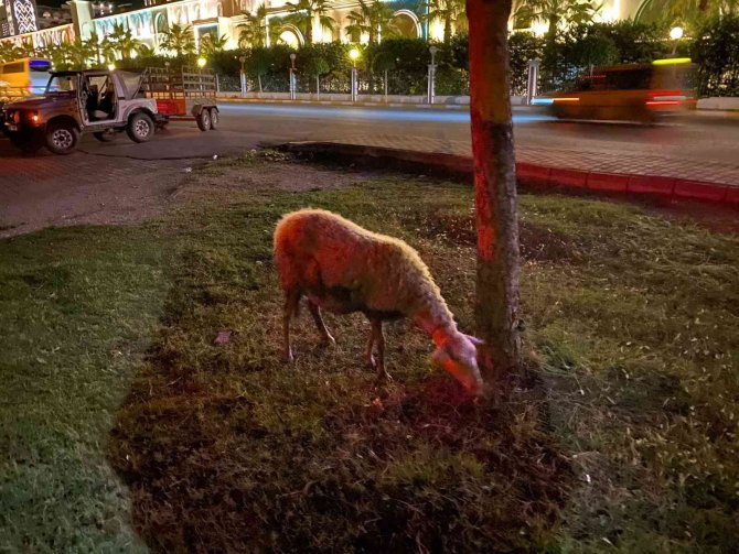 Sahibiyle Gezintiye Çıkan Köpeğin Dikkati Koyunu Ölümden Kurtardı