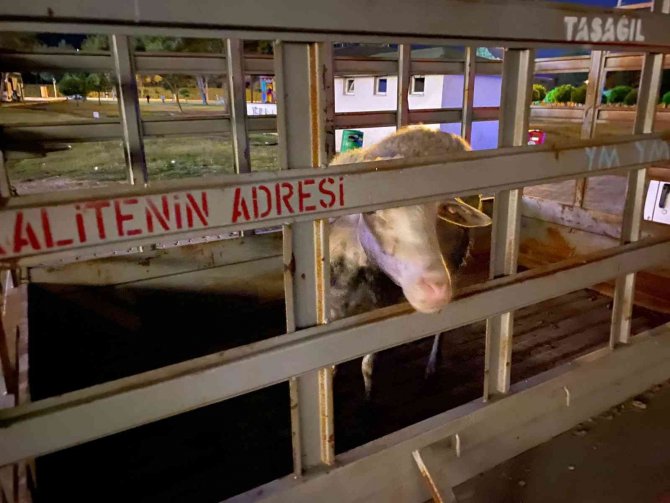 Sahibiyle Gezintiye Çıkan Köpeğin Dikkati Koyunu Ölümden Kurtardı