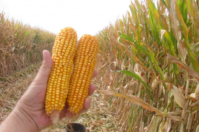 Araban Ovası’nda Mısır Hasadına Başlandı