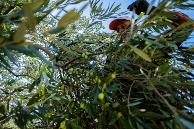 Avrupa’yı Kuraklık Vurdu, Zeytinde Türkiye’ye Fırsat Doğdu