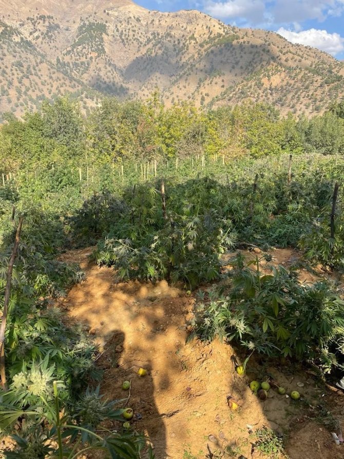 Bakan Soylu Duyurdu: 6 Milyon 400 Bin Kök Kenevir Ele Geçirildi