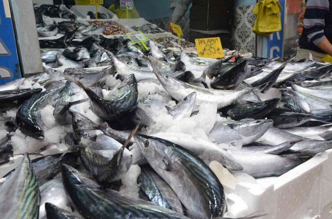 Karadeniz’de Palamut Bereketi: 3 Tanesi 100 Tl