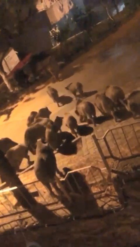 Bursa’da Aç Kalan Domuzlar Şehre İndi